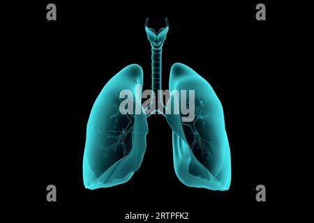 3D-Darstellung der realistischen Röntgensimulation der menschlichen Lunge isoliert auf Schwarz Stockfoto