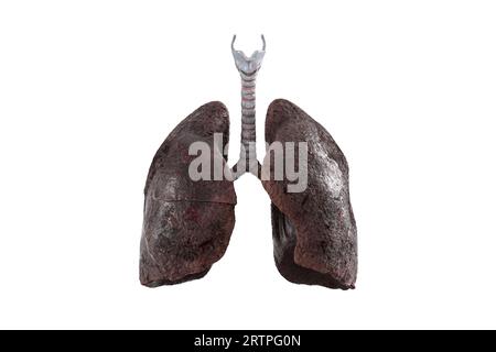 Realistische 3D-Illustration kranker Raucherlungen isoliert auf weißem Hintergrund. Frontansicht geschädigter menschlicher Lungen Stockfoto