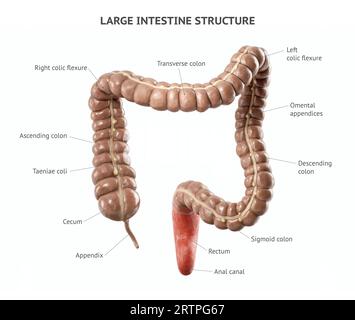 Anatomisch genaue realistische 3D-Darstellung des menschlichen inneren Organs - Dickdarm isoliert auf weißem Hintergrund. Dickdarmstruktur mit korrekt platzierten Textunterschriften Stockfoto