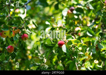 Äpfel auf einem Baum in Form eines Hintergrunds. Herbstliche rote Äpfel auf Apfelbäumen Stockfoto