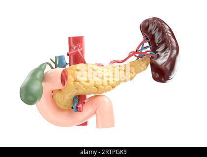 Anatomisch genaue Darstellung des menschlichen Pankreas mit Gallenblase, Duodenum, Milz und Blutgefäßen. 3D-Rendering Stockfoto