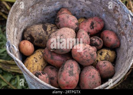 Kartoffeln im Garten graben. Zeitpunkt der Ernte, Kartoffelpflanzen. Stockfoto