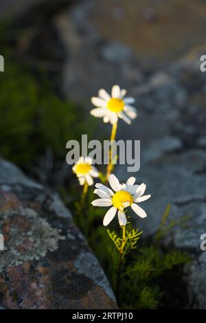 Oxeye daisies (Leucanthemum vulgare) wachsen zwischen den Felsen in der Natur, Nahaufnahme. Stockfoto