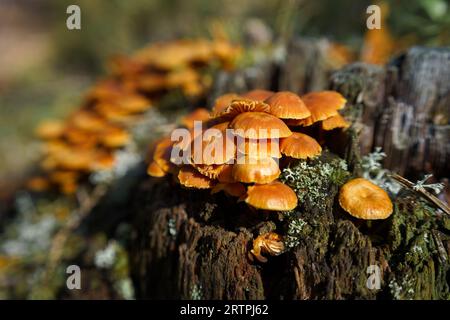 Nahaufnahme der Gruppe von Xeromphalina campanella Pilzen in der Natur Stockfoto