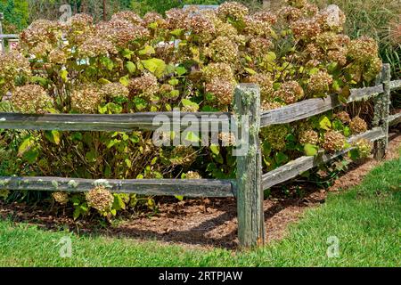 Hydrangea-Busch, der entlang eines rustikalen hölzernen Zauns wuchs, der große Schneeballhaufen weißer Blumen hatte, verblasste und trocknete Ende der Saison im Spätsommer in f Stockfoto