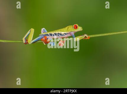 Rotäugiger Baumfrosch, Agalychnis callidryas, individuelle Klettertour entlang der Rebe, Laguna de Lagarto, Costa Rica, 3. April 2022 Stockfoto