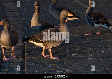 Anser Anser Familie Anatidae Gattung Anser Greylag Gans Graylag Gans wilde Natur Vogelfotografie, Bild, Tapete Stockfoto