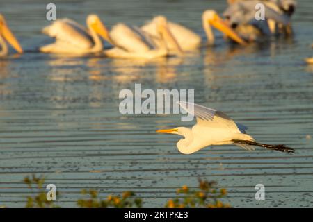 Great Egg (Ardea alba), Tualatin River National Wildlife Refuge, Oregon Stockfoto