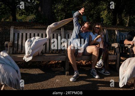 Die Öffentlichkeit interagiert mit den Pelikanen in St. James's Park, London. Bilddatum: Donnerstag, 14. September 2023. Stockfoto