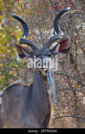 Nahaufnahme eines männlichen Kudus. Grundierung plano de un kudú Stockfoto