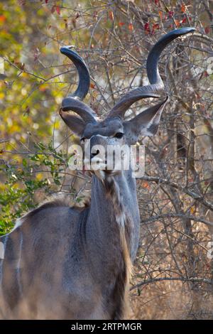 Nahaufnahme eines männlichen Kudus. Grundierung plano de un kudú Stockfoto