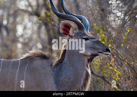 Nahaufnahme eines männlichen Kudus. Grundierung plano de un kudú Stockfoto