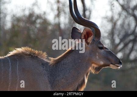 Nahaufnahme eines männlichen Kudus. Grundierung plano de un kudú Stockfoto