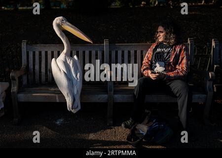 Die Öffentlichkeit interagiert mit den Pelikanen in St. James's Park, London. Bilddatum: Donnerstag, 14. September 2023. Stockfoto