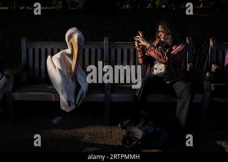 Die Öffentlichkeit interagiert mit den Pelikanen in St. James's Park, London. Bilddatum: Donnerstag, 14. September 2023. Stockfoto