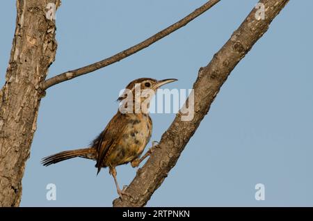 Carolina Wren, Thryothorus ludovicianus, in molt Stockfoto