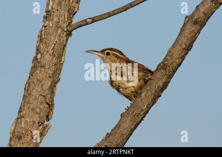 Carolina Wren, Thryothorus ludovicianus, in molt Stockfoto