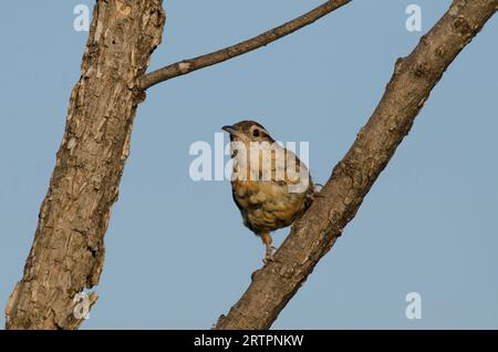 Carolina Wren, Thryothorus ludovicianus, in molt Stockfoto