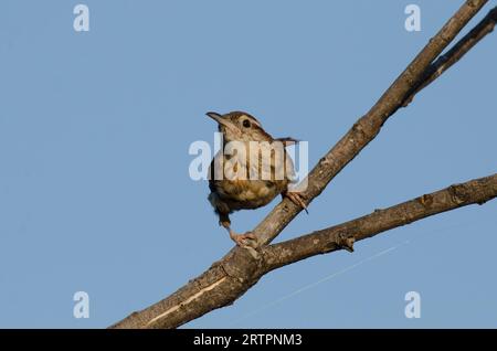 Carolina Wren, Thryothorus ludovicianus, in molt Stockfoto