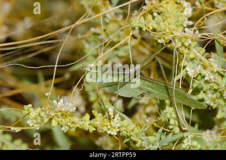 Bush Katydid mit Gabelschwanz, Scudderia furcata, männlich auf der Spitze Dodder, Cuscuta cuspidata Stockfoto