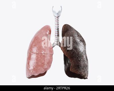 Realistische 3D-Illustration gesunder menschlicher Lungen vs. Raucher-Lungen isoliert auf weißem Hintergrund. Frontansicht der menschlichen Lunge vor und nach dem Rauchen Stockfoto
