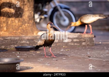 Buffhhalsiges Ibis der Art Theristicus caudatus Stockfoto