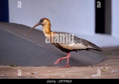 Buffhhalsiges Ibis der Art Theristicus caudatus Stockfoto