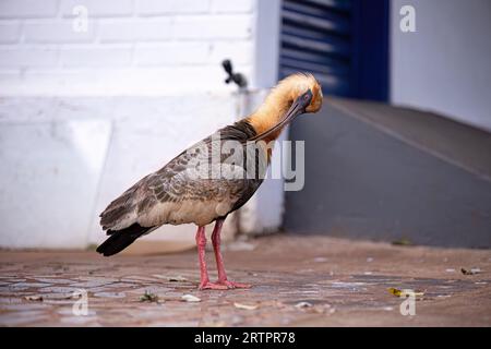 Buffhhalsiges Ibis der Art Theristicus caudatus Stockfoto