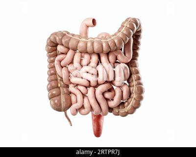 3. Illustration des menschlichen inneren Organs - Darm. Grob- und Dünndarm isoliert auf weiß Stockfoto