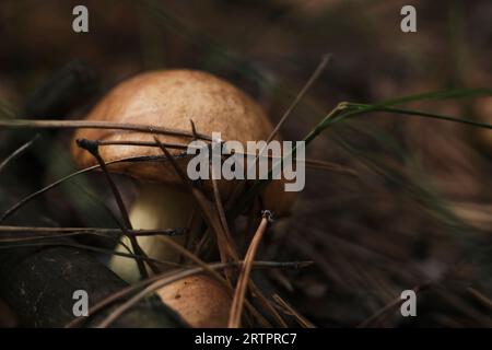 Frischer kleiner Pilz im Waldboden Stockfoto