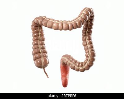 3. Illustration des menschlichen inneren Organs - Dickdarm. Dickdarm isoliert auf weiß Stockfoto