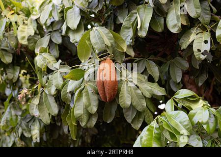 Brasilianische Versorgung Baumfrucht der Art Pachira aquatica Stockfoto