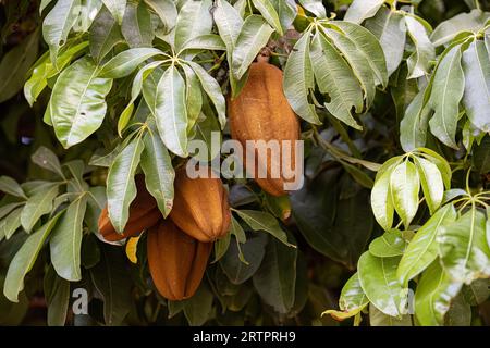 Brasilianische Versorgung Baumfrucht der Art Pachira aquatica Stockfoto