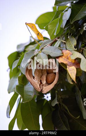 Brasilianische Versorgung Baumfrucht der Art Pachira aquatica Stockfoto