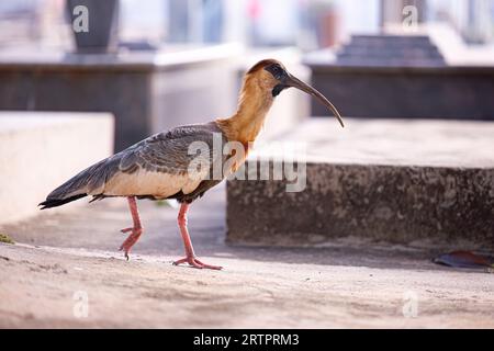 Buffhhalsiges Ibis der Art Theristicus caudatus Stockfoto