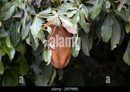 Brasilianische Versorgung Baumfrucht der Art Pachira aquatica Stockfoto