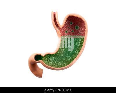 Anatomisch genaue realistische 3D-Illustration des menschlichen inneren Organs - Magen mit Innenansicht Schnitt mit Säure isoliert auf weißem Hintergrund Stockfoto