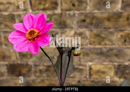 Eine Blume mit rosa Blüten vor dem Hintergrund einer Ziegelwand. Stockfoto