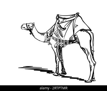 Kamel mit einem Sattel auf einem Buckel stehend einfache Doodle-Skizze, Schiff des Wüstentieres Hand gezeichnete Illustration Stock Vektor