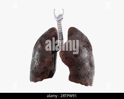 Realistische 3D-Illustration kranker Raucherlungen isoliert auf weißem Hintergrund. Vorderseitenansicht der menschlichen Lunge Stockfoto