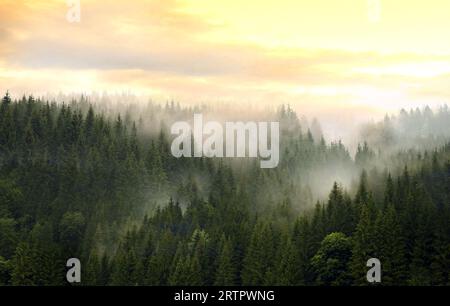 Berge bedeckt mit Nadelwald in Nebel vor einem bewölkten Himmel. Wildes Naturkonzept. Stockfoto