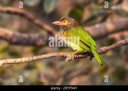 Eine braune Barbet, die auf einem Baum thront Stockfoto