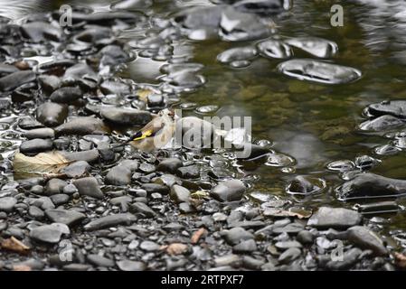 Juveniler Europäischer Goldfink (Carduelis carduelis), der im Herbst auf Steinen im rechten Profil am Rande eines Flusses in Wales steht Stockfoto