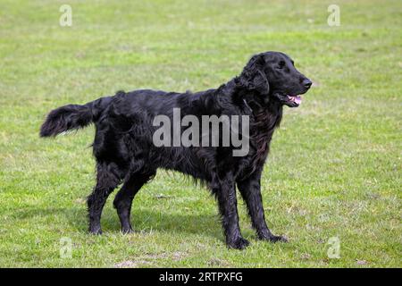 Schwarzer, flach beschichteter Retriever, Jagdhund/Jagdhund aus England im Grasland Stockfoto