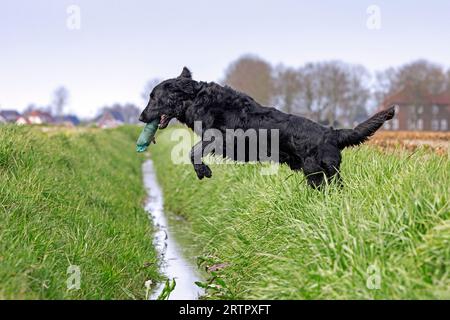 Schwarzer, flach beschichteter Retriever, Jagdhund/Jagdhund aus England, springt über den Graben im Feld mit Trainingspuppe im Mund/Maul Stockfoto