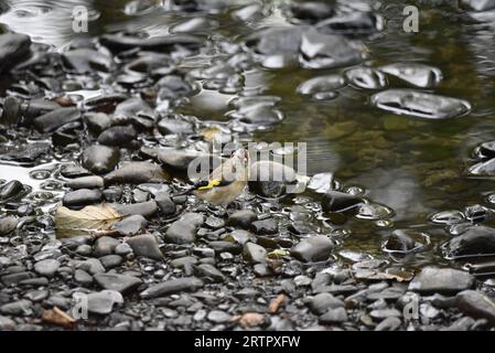 Juveniler Europäischer Goldfinch (Carduelis carduelis), der auf Steinen am Rande eines Flusses in Wales steht, aufblickend auf Camera, aufgenommen im September Stockfoto