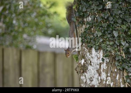 Östliches graues Eichhörnchen (Sciurus carolinensis), das einen Baum im linken Profil, auf der linken Seite des Baumes, im Herbst in der Mitte von Wales, Großbritannien, herunterkommt Stockfoto