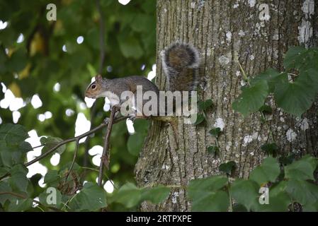 Nahaufnahme eines östlichen Grauen Eichhörnchens (Sciurus carolinensis), das einen dünnen Baumzweig im linken Profil, auf einem Baumstamm rechts von Bild, UK, erfasst Stockfoto