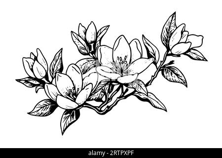 Handgezeichnete Magnolienblütenskizze. Gravurstil Vektorillustration. Stock Vektor