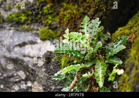 Nahaufnahme von Rustyback-Farn an einer Wand Stockfoto